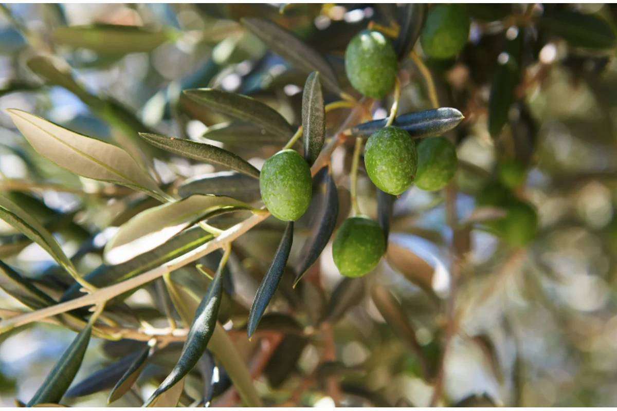 Imagen principal: Análisis foliar en olivo: interpretación y corrección de deficiencias