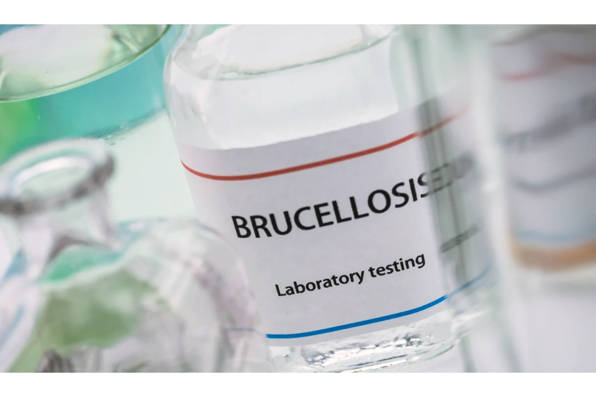 Imagen principal: Brucelosis canina: diagnóstico por PCR y serología