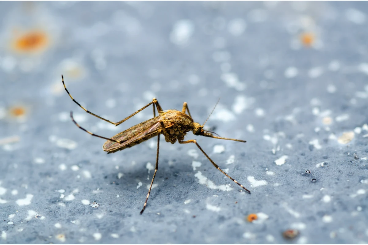Imagen principal: Diagnóstico urgente de leishmaniosis