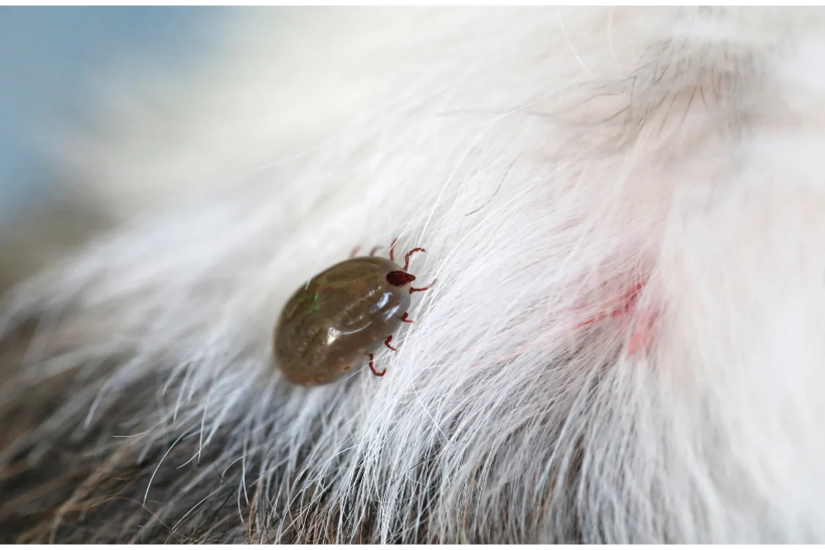 Imagen principal: Ehrlichia en perros: síntomas, diagnóstico y diferencias con Leishmania