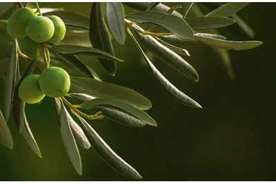 Olivar y análisis agrícolas