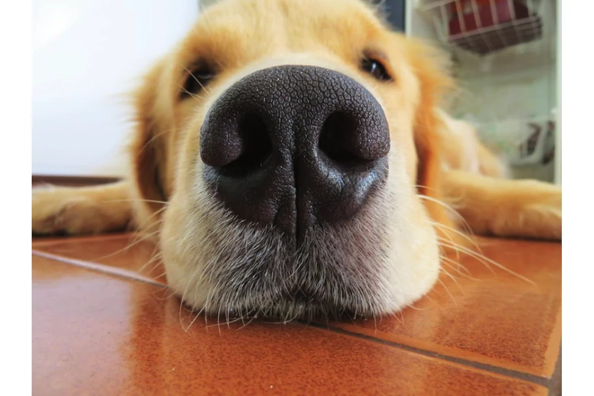 Imagen principal: Enfermedades respiratorias en perros y gatos: panel diagnóstico completo