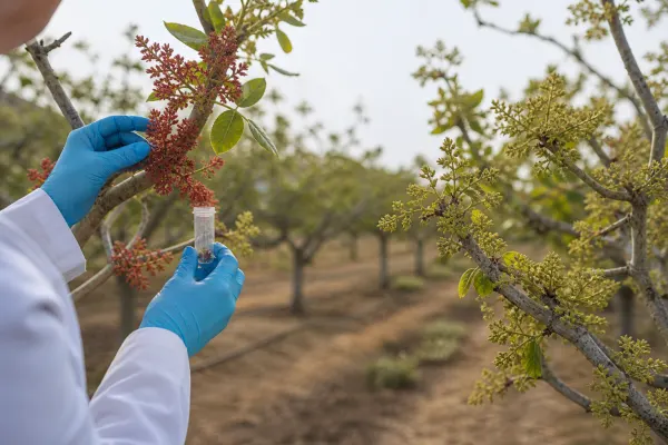 Muestreo de flores masculinas y femeninas para estudiar la fertilidad del pistacho