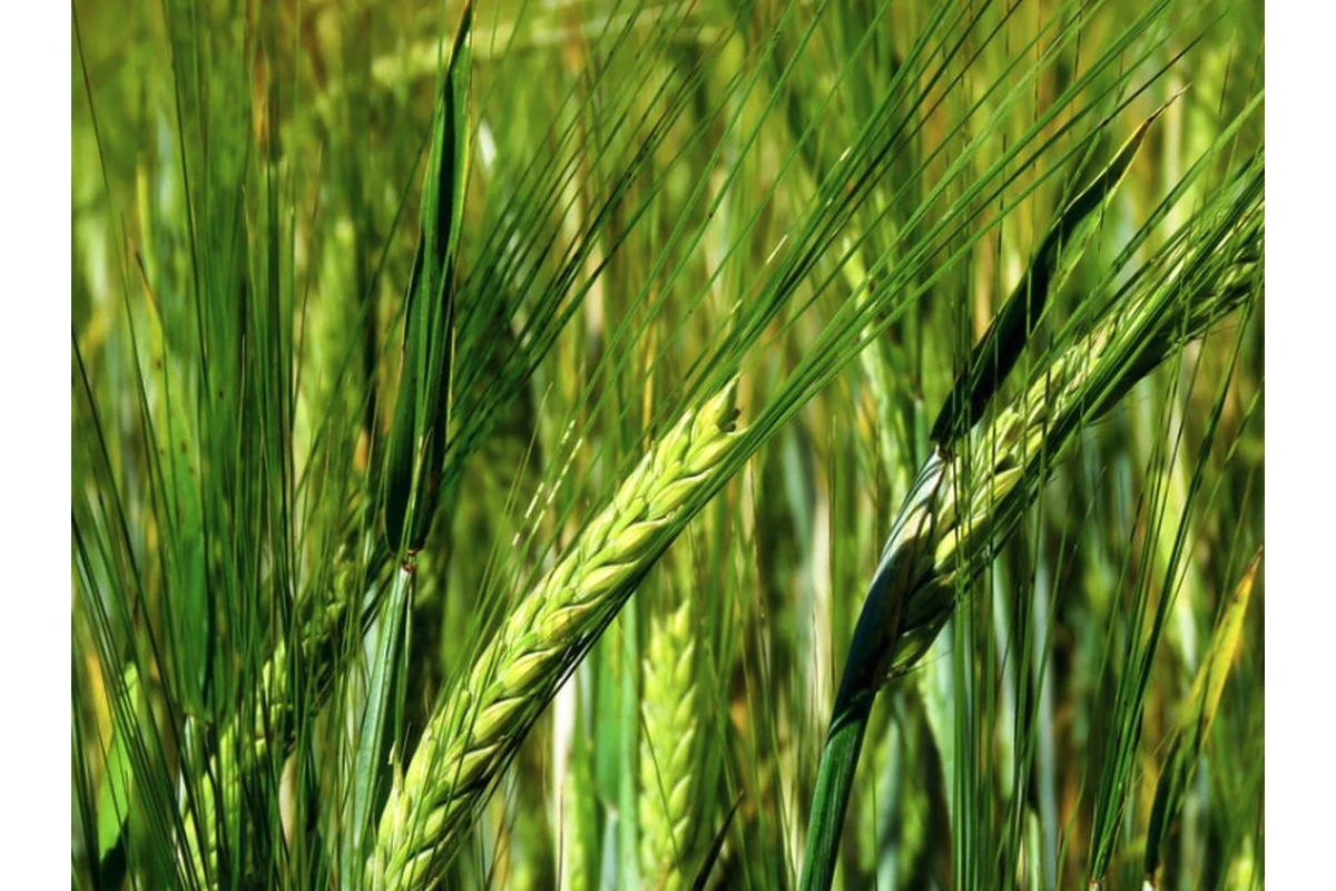 Imagen principal: Fusarium en trigo y cebada: diagnóstico molecular antes de la cosecha