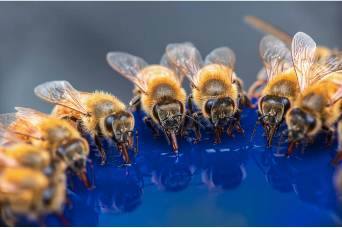 Imagen principal: Nosema en colmenas: cómo detectarlo antes de perder la temporada