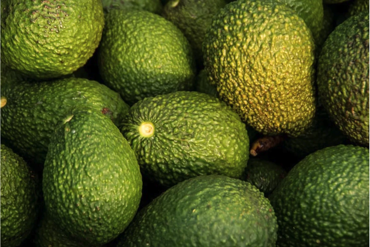 Imagen principal: Phytophthora y Pythium en aguacate: diagnóstico molecular antes de tratar
