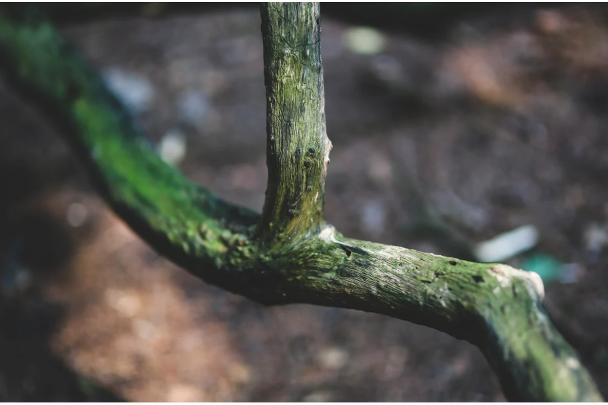 Imagen principal: Pythium Debaryanum