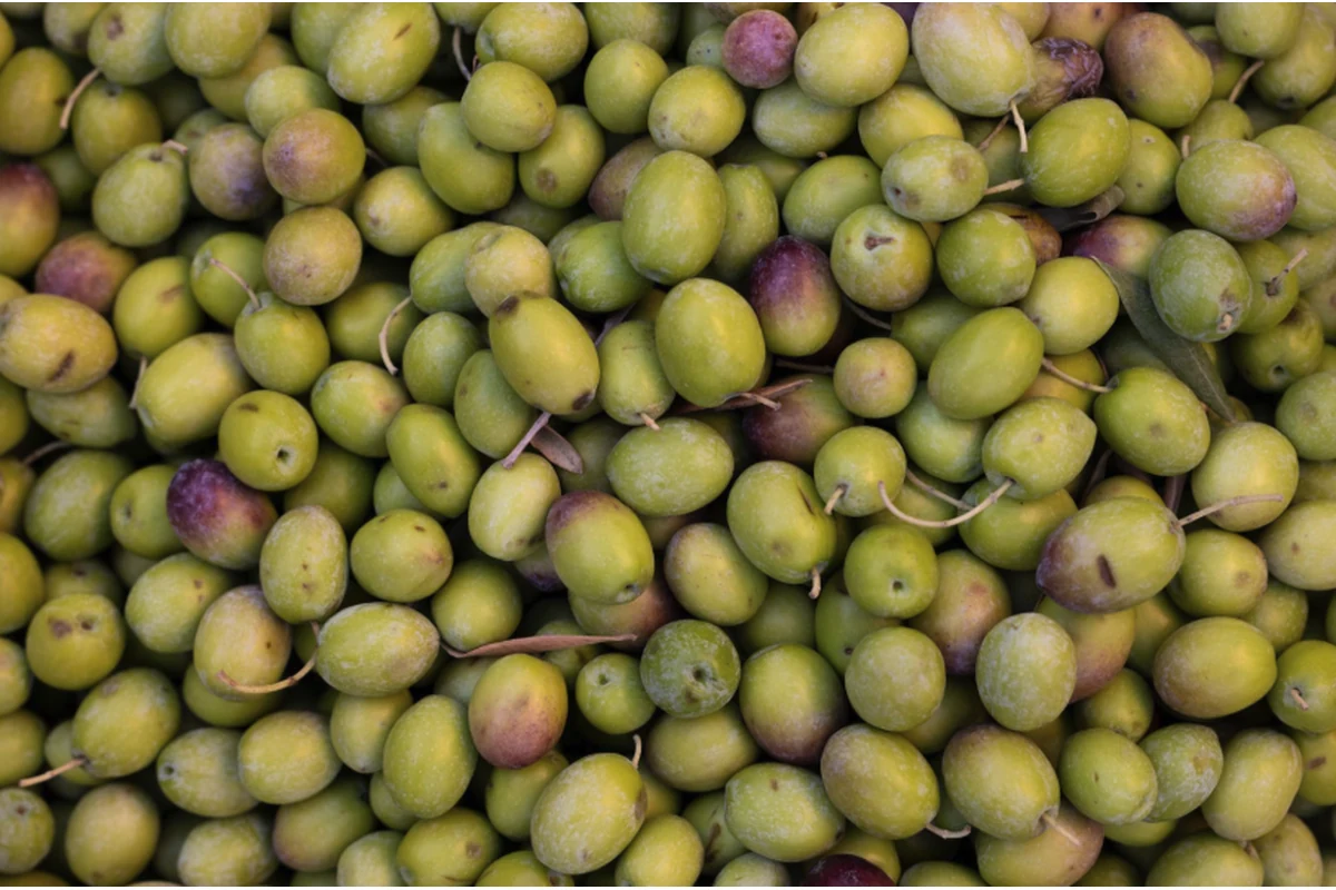 Imagen principal: Rendimiento Graso de las Aceitunas
