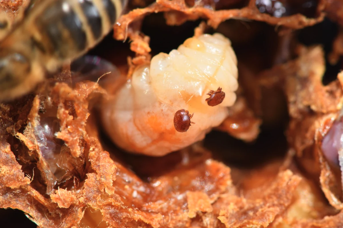 Imagen principal: Varroa destructor: monitorización y umbrales de tratamiento en colmenas
