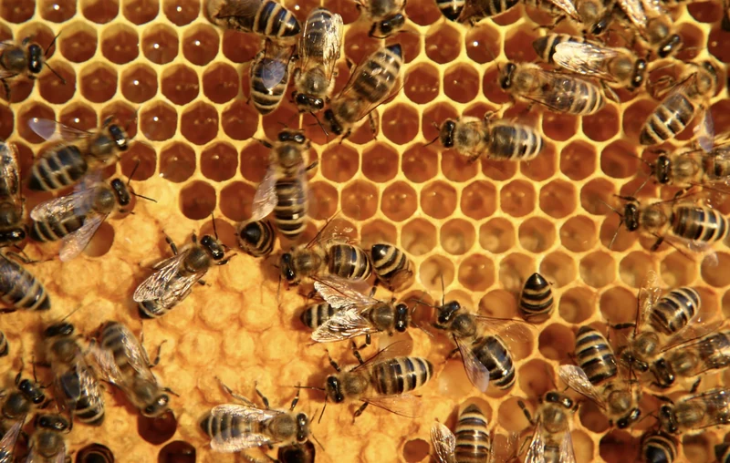 Diagnóstico sanitario de abejas y colmenas
