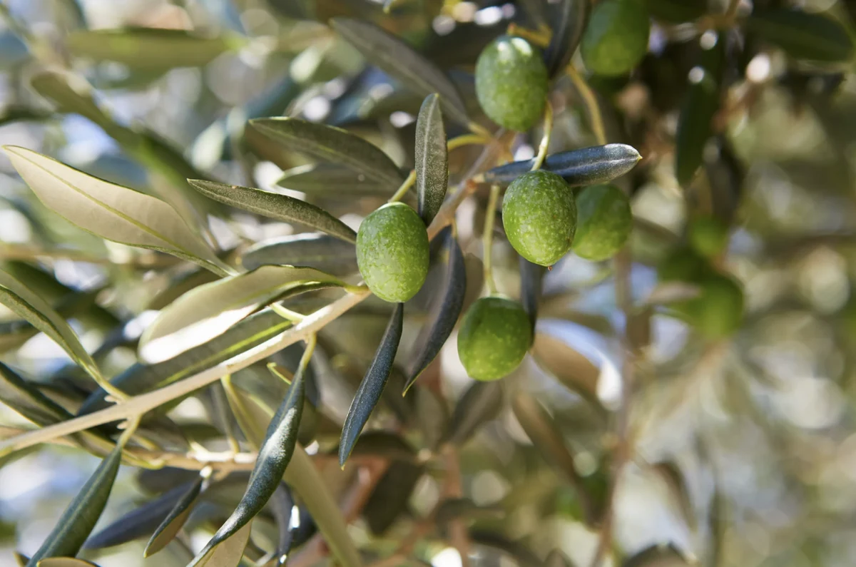 Imagen principal: Análisis de aceituna antes de ir a la almazara: lo que el agricultor debería saber
