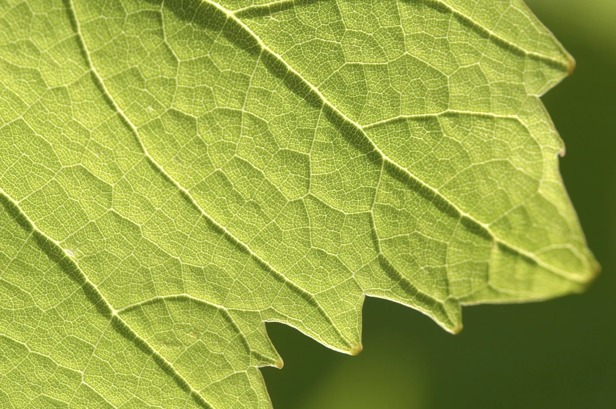 Análisis foliar para detectar deficiencias nutricionales en cultivos
