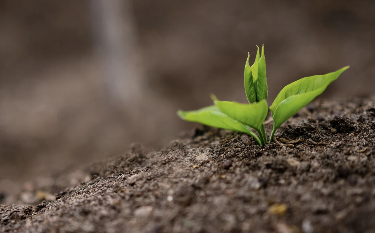 Muestra de suelo agrícola preparada para análisis